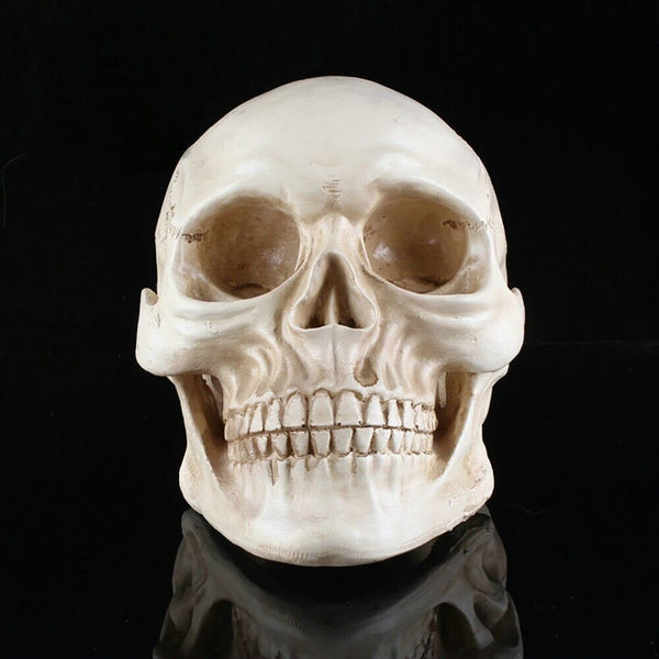 Human Skull Replica Resin Model Anatomical Medical Lifesize Skeleton